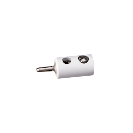 CLAVIJA MACHO BLANCO ANESTE 02
